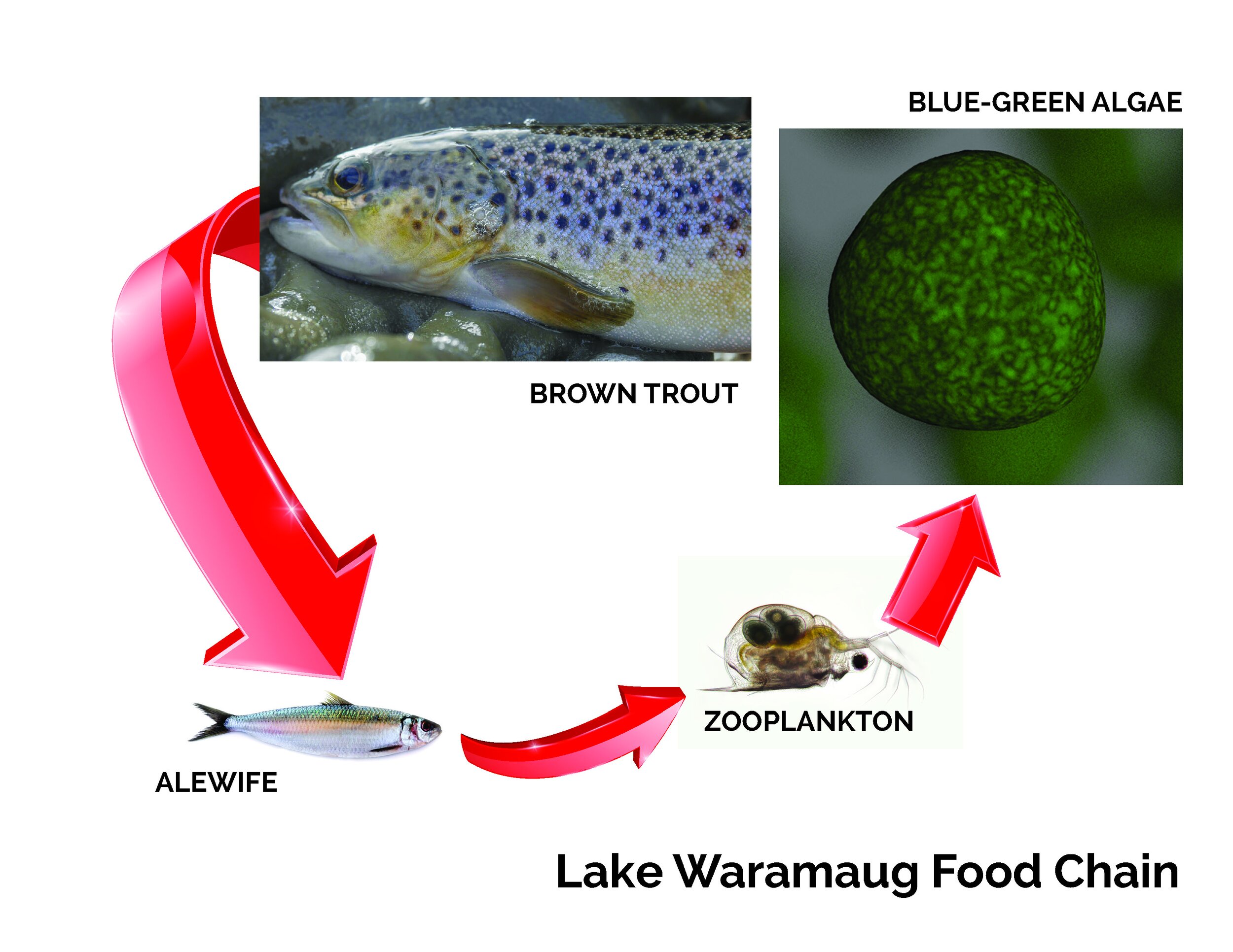 Lake-Waramaug-Food-Chain.jpg