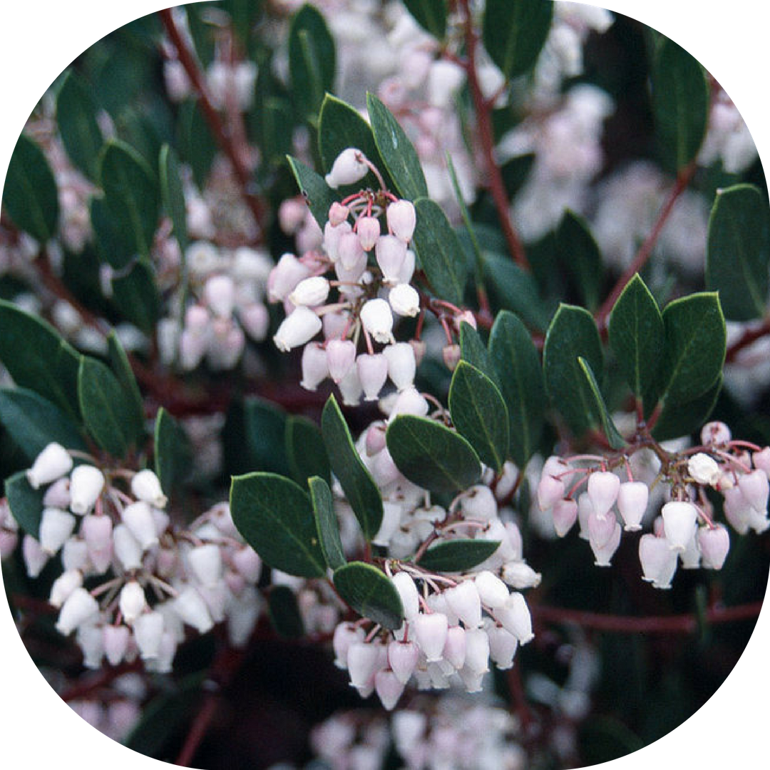 Manzanita tree berkeley