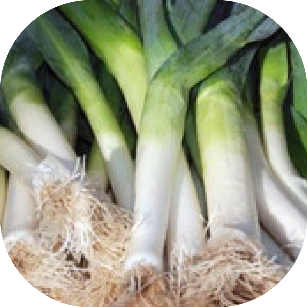 Leeks for health and natural wellness