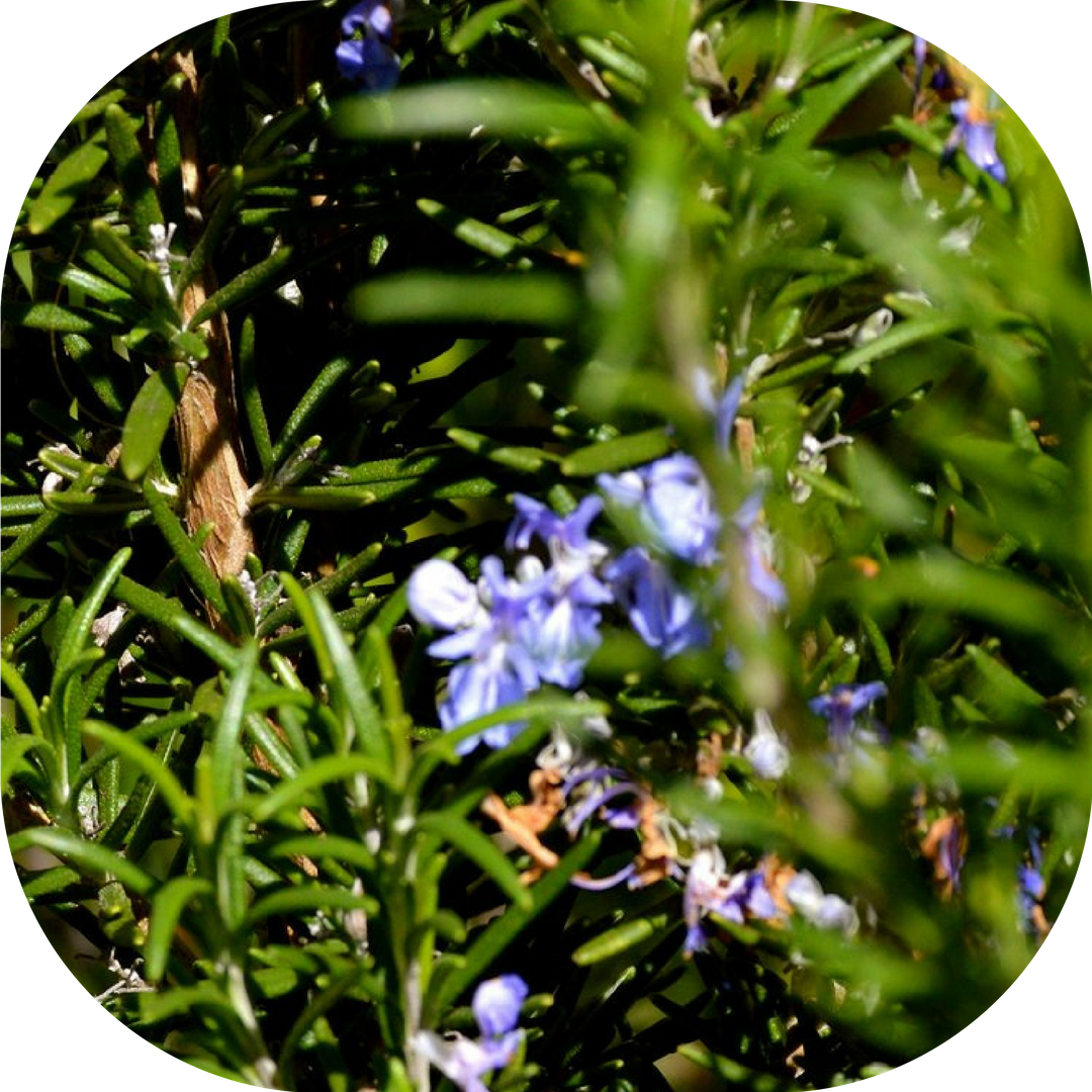 flowers and herbs from our community garden in berkeley