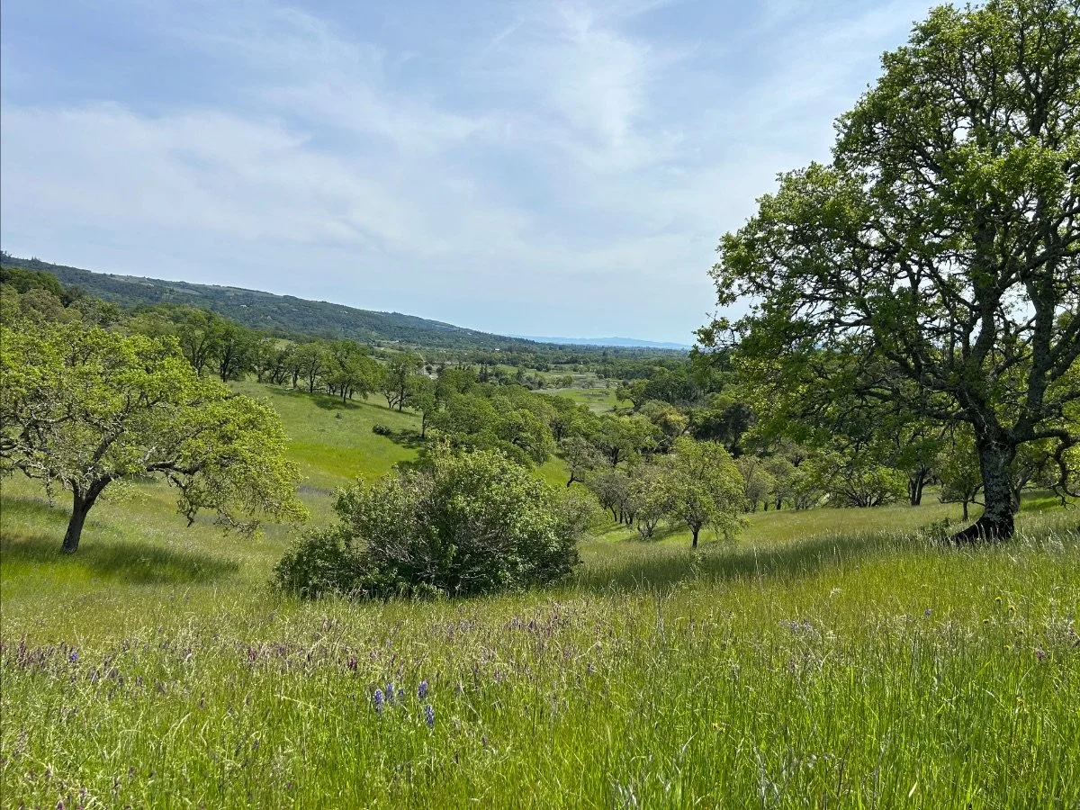 Soft Place to Land, + Collaborative Healing