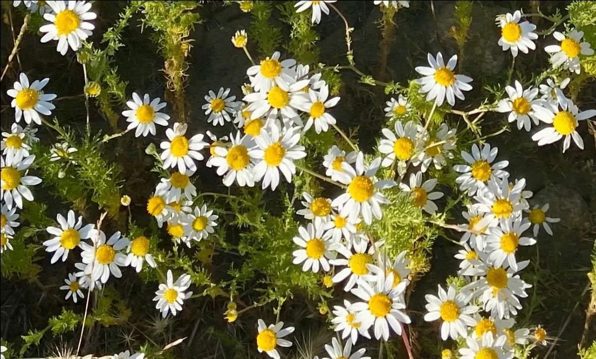 A Friendly Hello from Chamomile