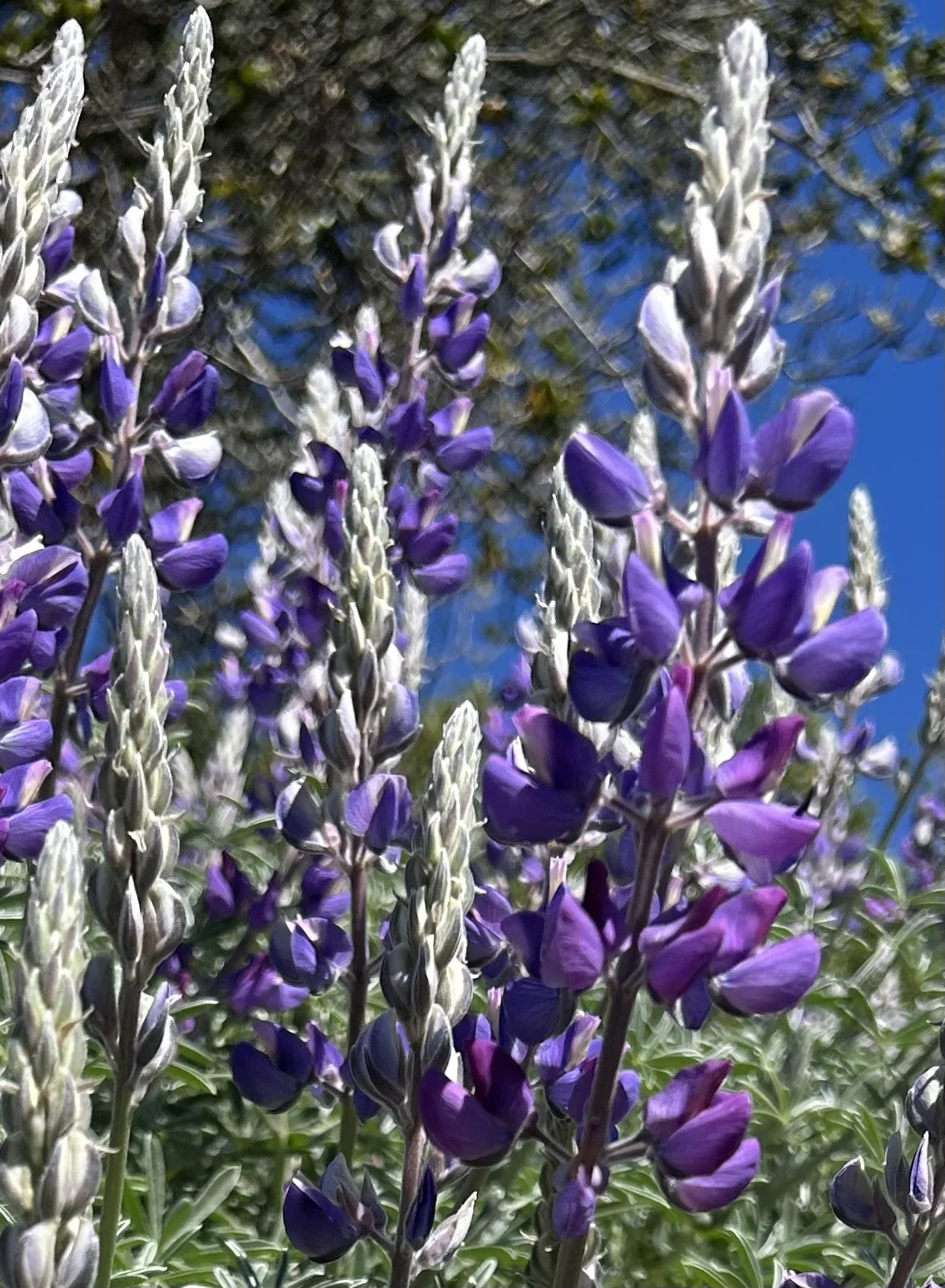 Wednesday Walk Wisdom