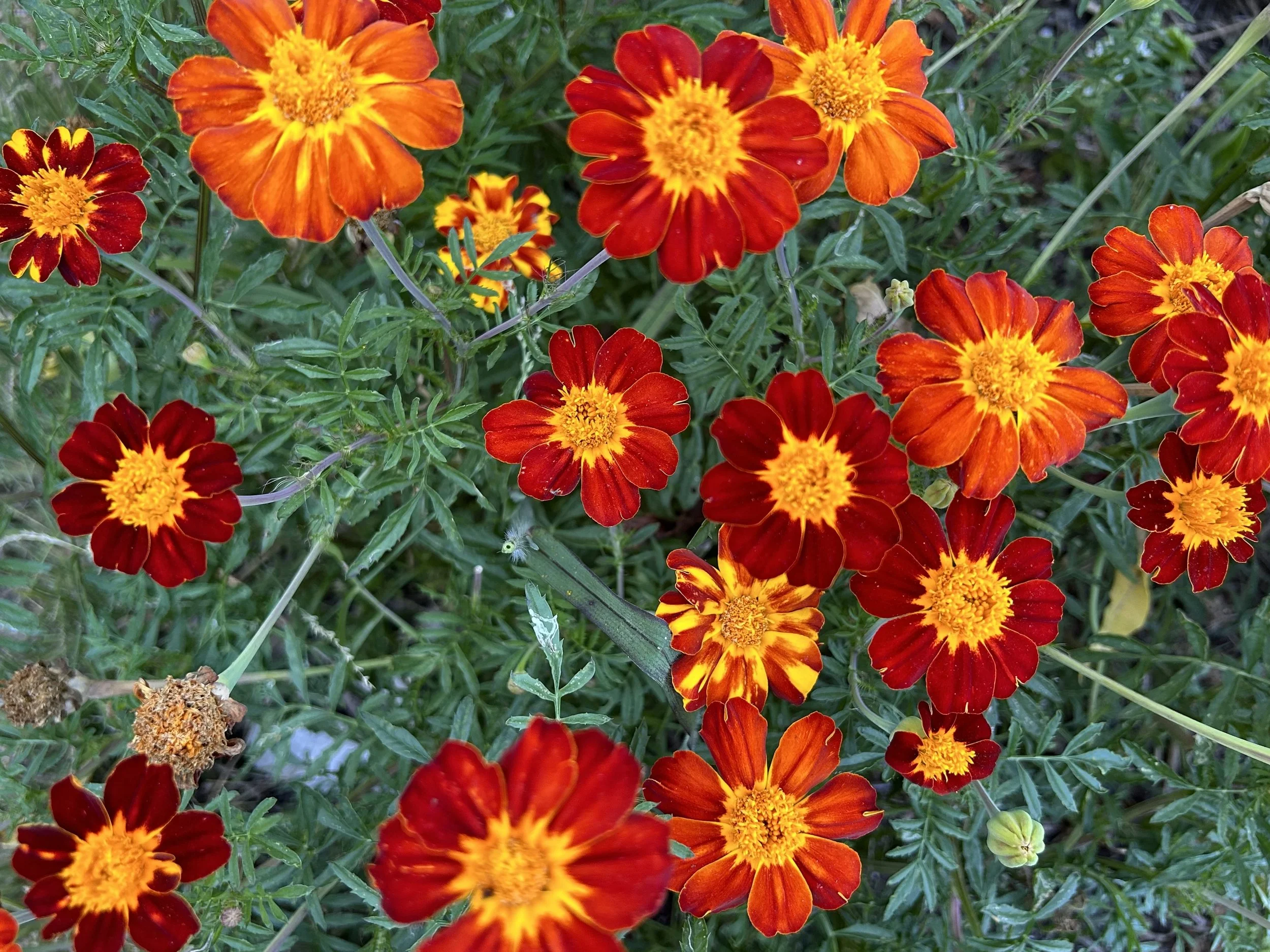 Harvesting Gratitude