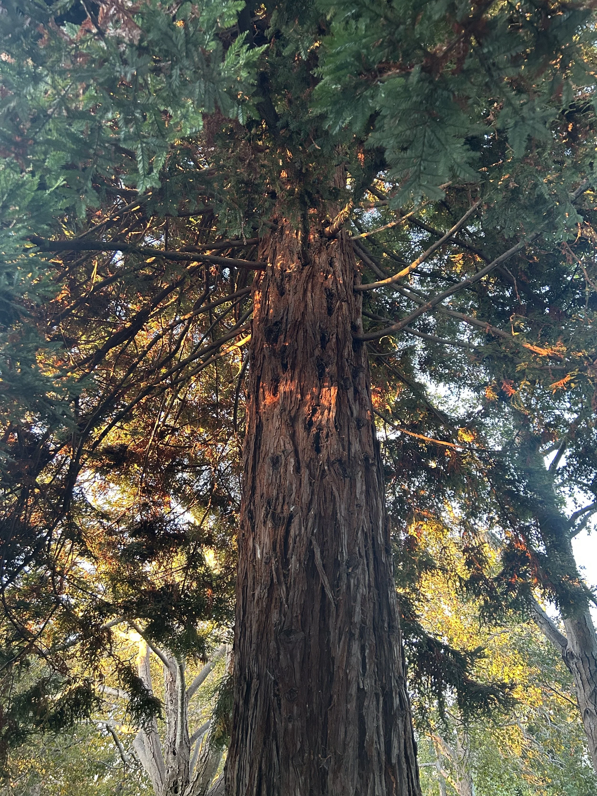 Breath, Body, Being