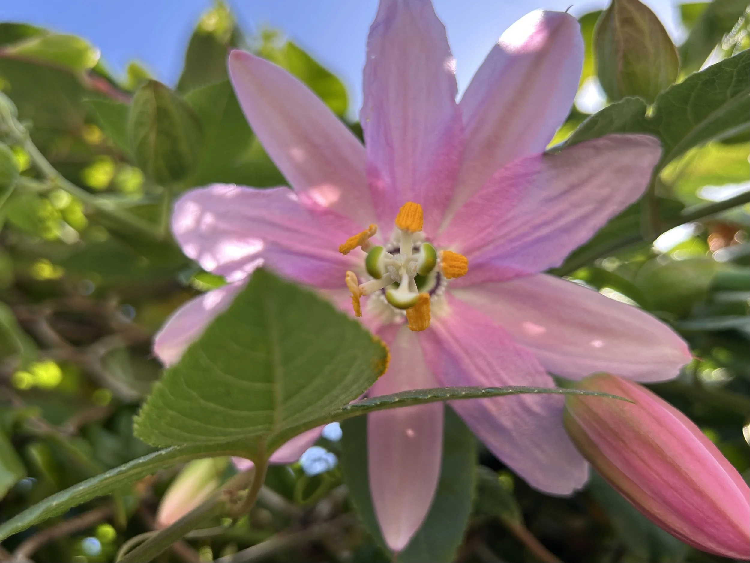 Welcoming Joy