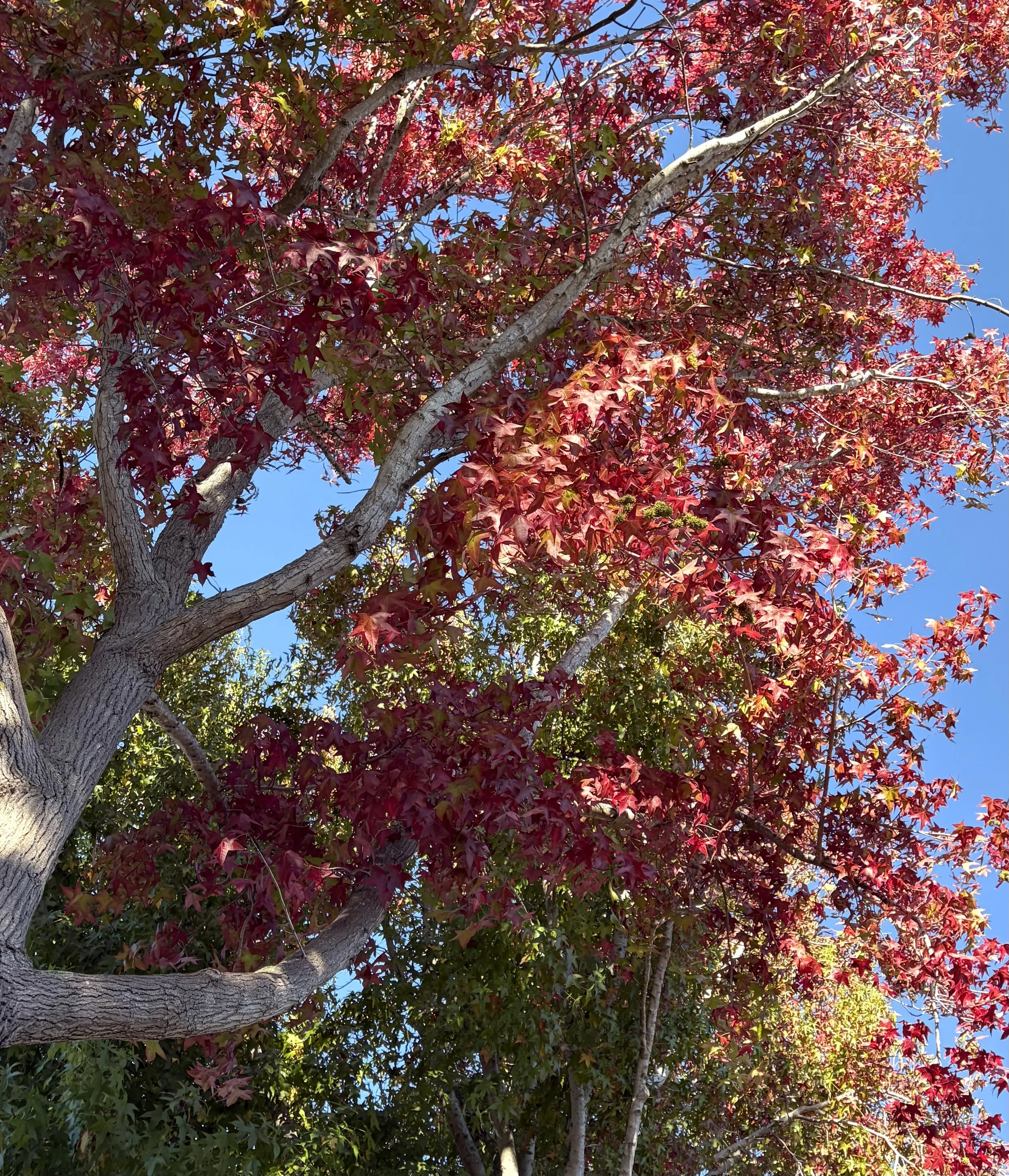 Breath and the Changing Light