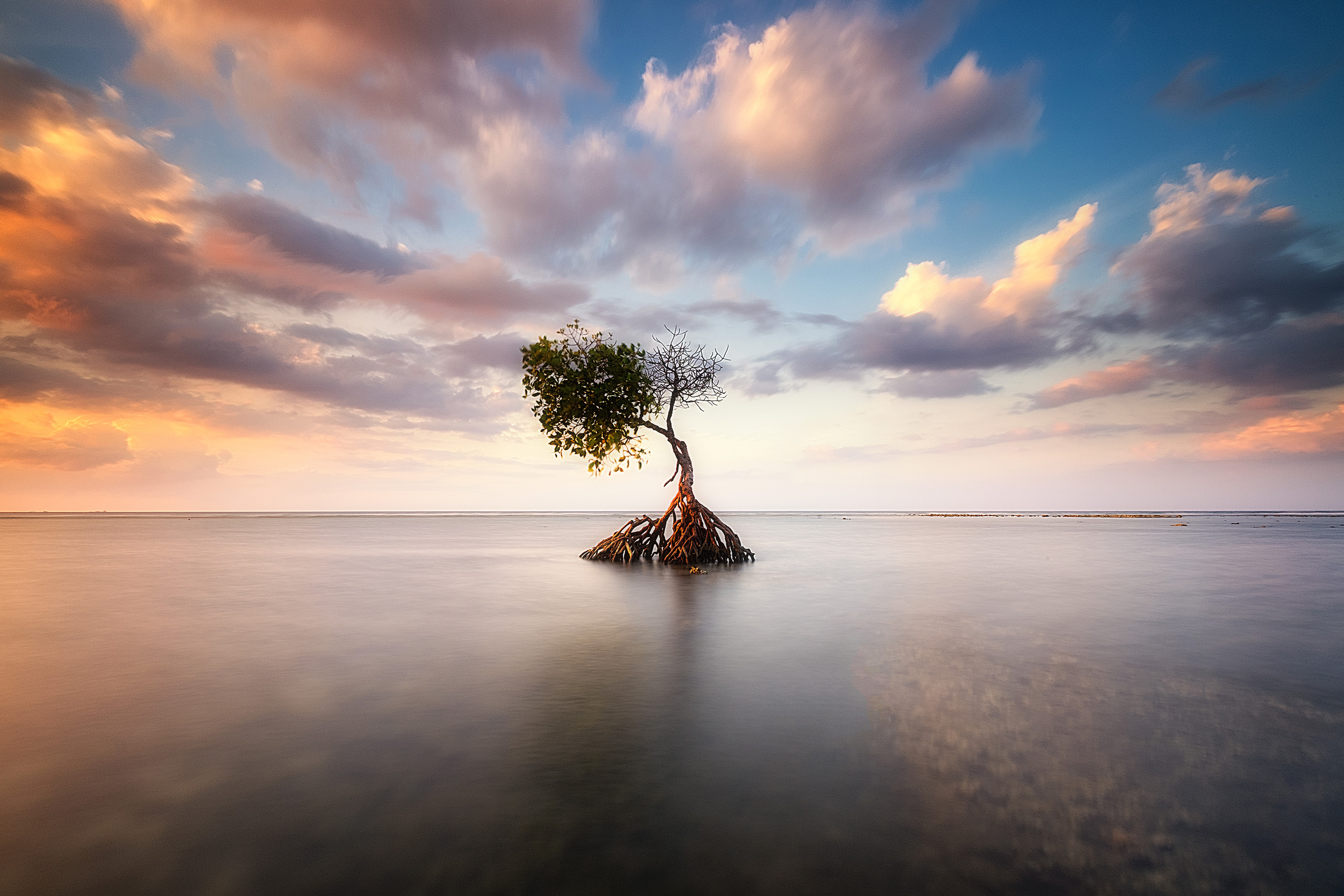 Pemuteran Mangrove On a walk along the beach of Pemuteran in northern Bali I spotted this lone mangrove on the reef at the tide’s edge, and luckily while I was there we were blessed with a great sunset combining with high tide.