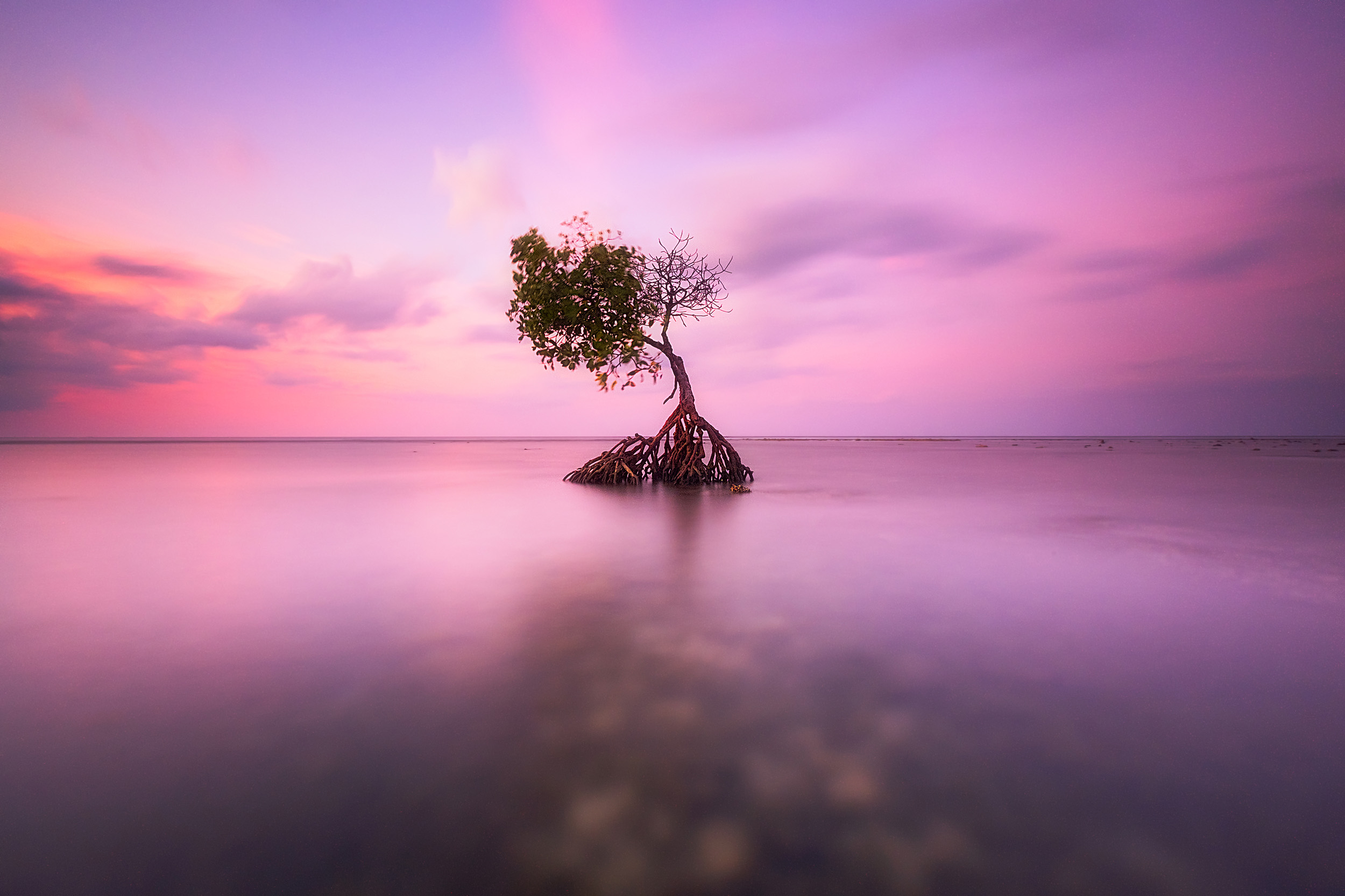 Pemuteran Sunset A long exposure at sunset of a mangrove on the edge of the Bali Sea in Pemuteran