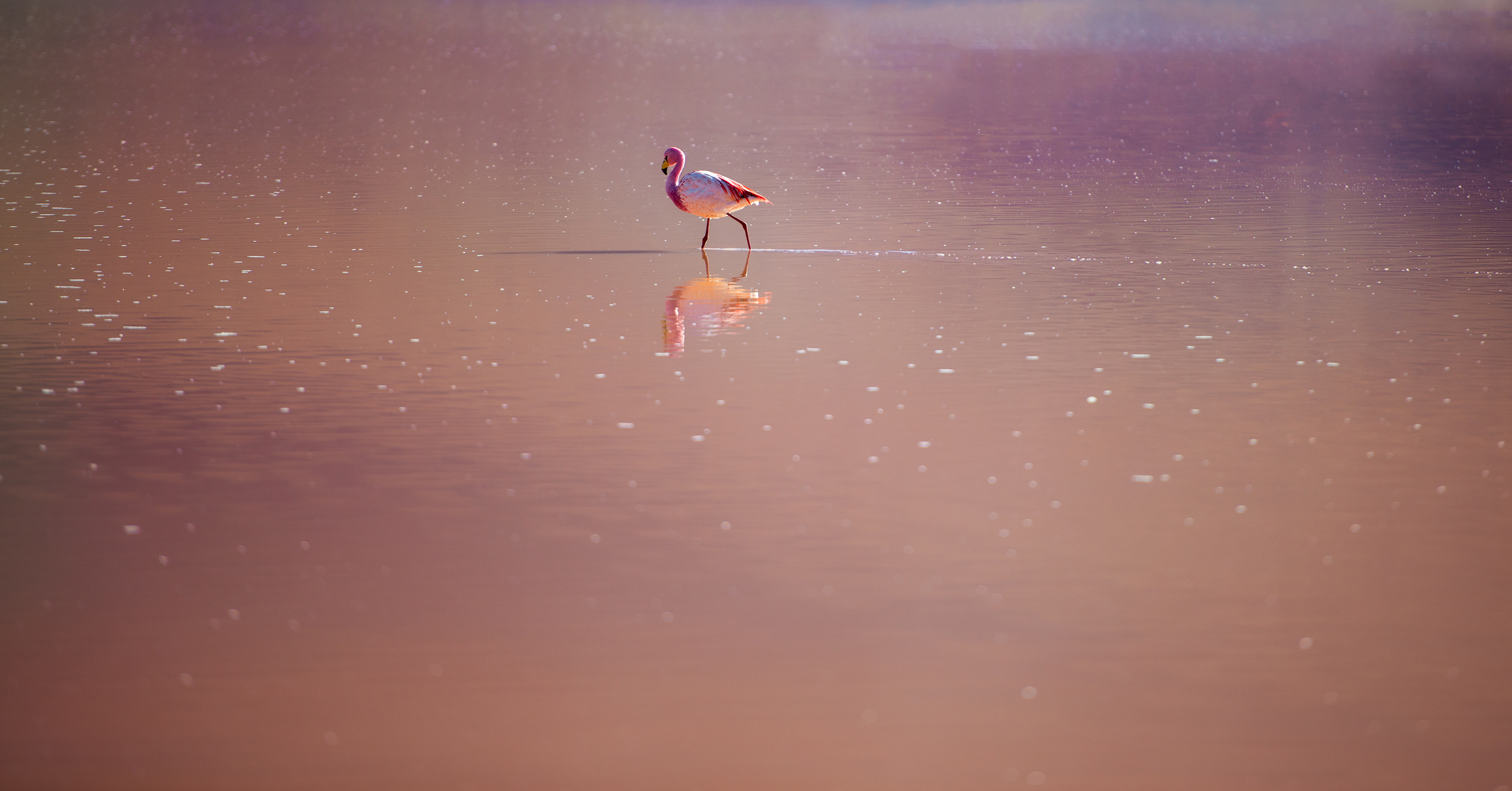 In The Pink A lone flamingo wades in the red water of Laguna Hedionda on the Bolivian Altiplano. The incredible colours of the lakes in this area come from bacteria and algae