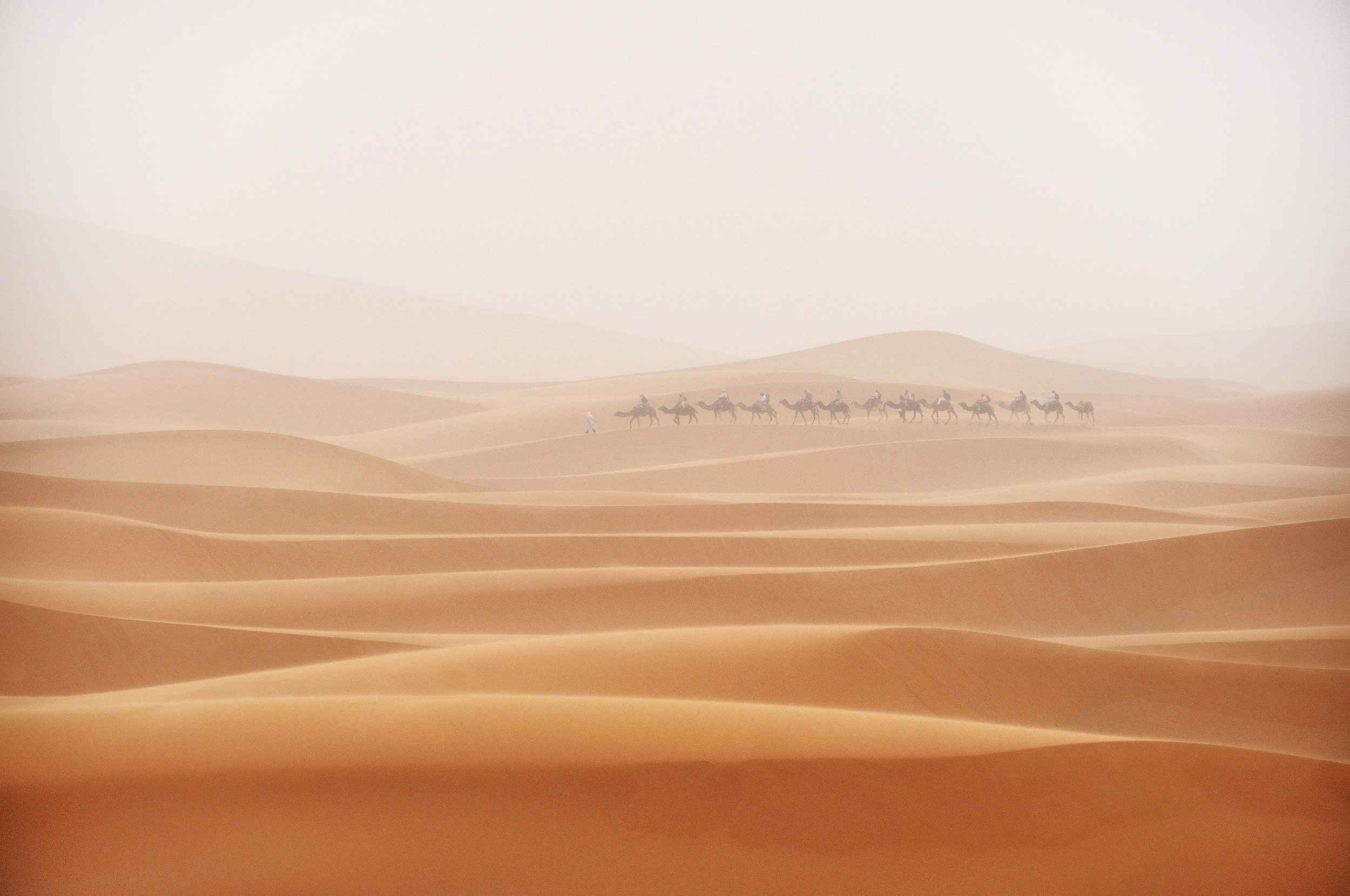 Camel Train A camel train rides through a sandstorm in the Sahara desert, Morocco