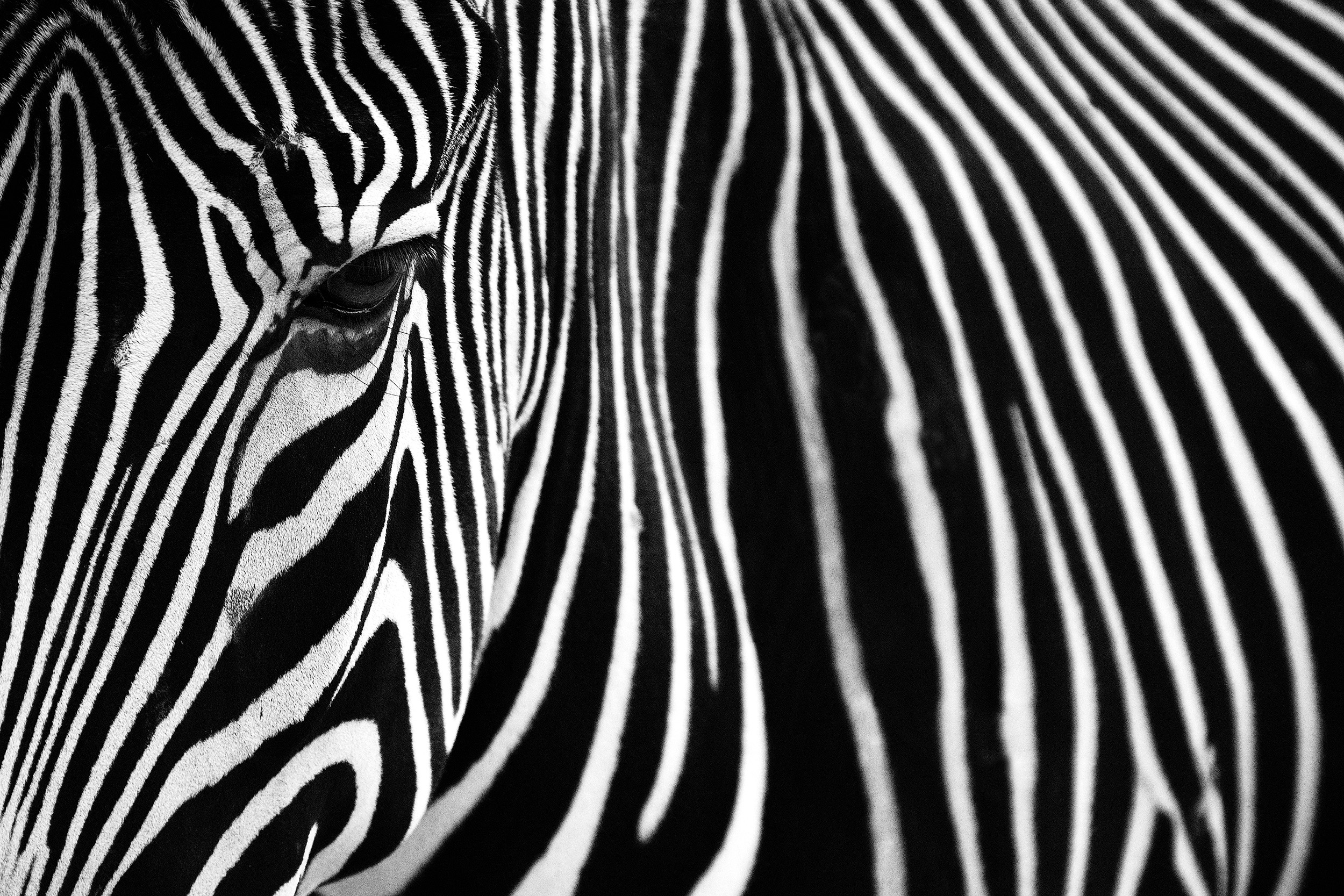 Monochrome A zebra in Lisbon Zoo