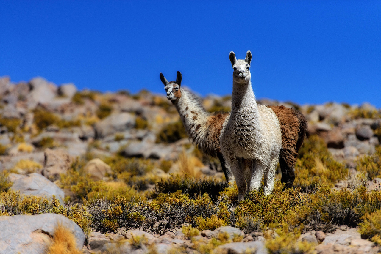 11-Llamas-in-the-Altiplano.jpg