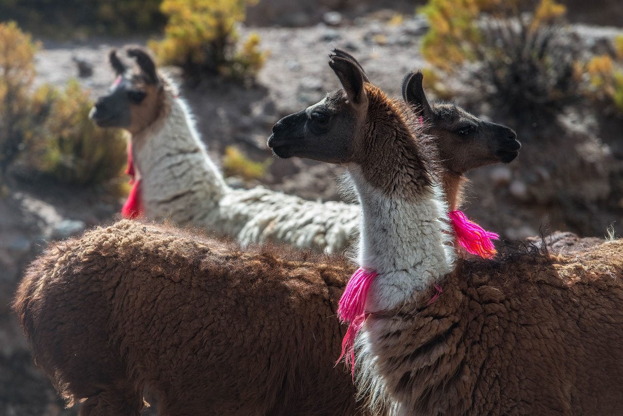 11d-Llamas-in-the-Altiplano.jpg