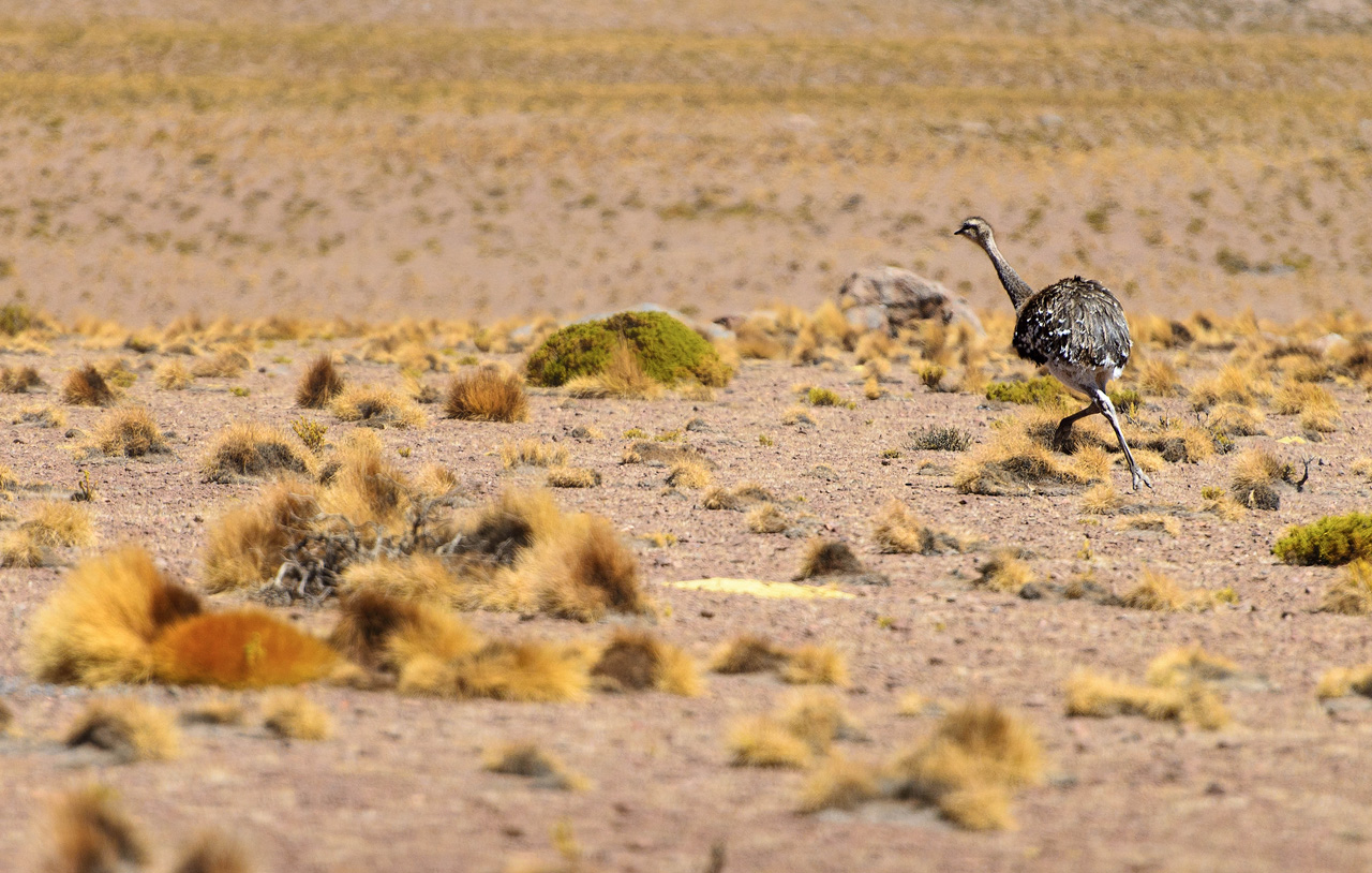 11a-Ostrich-in-the-Altiplano.jpg