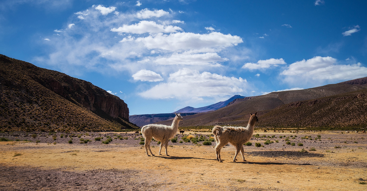 11c-Llamas-in-the-Altiplano.jpg