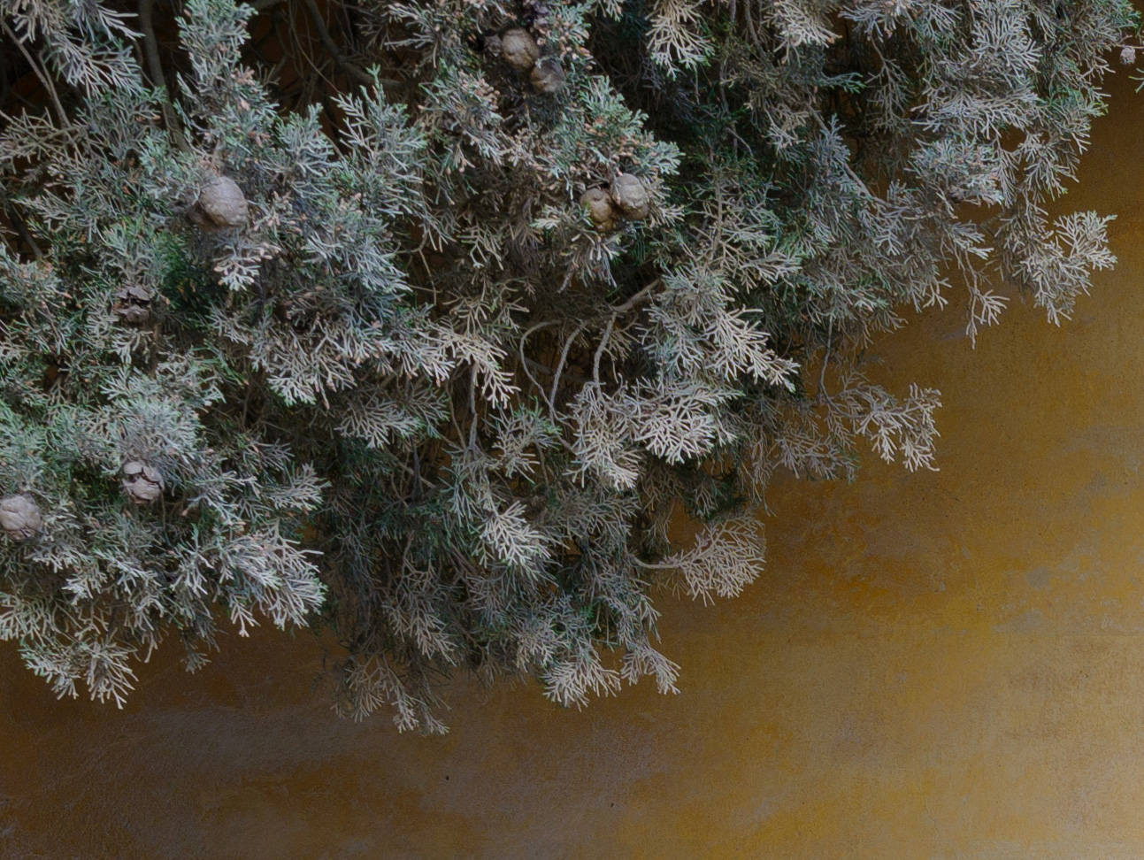 200% CROP