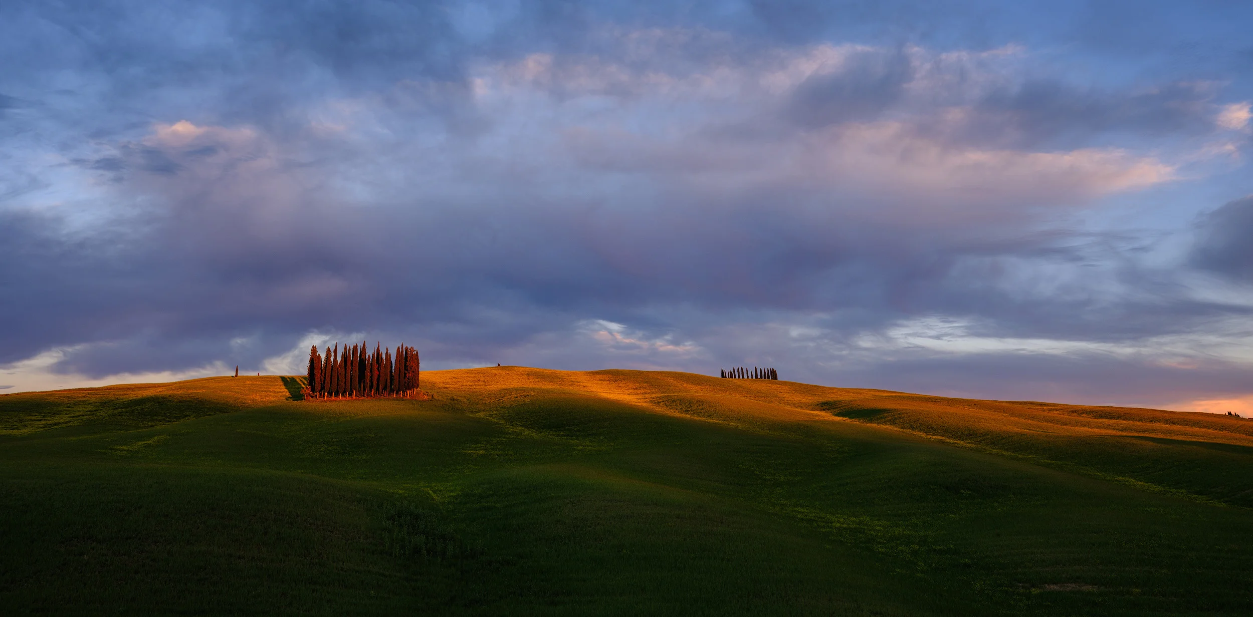 Cypress3.jpg
