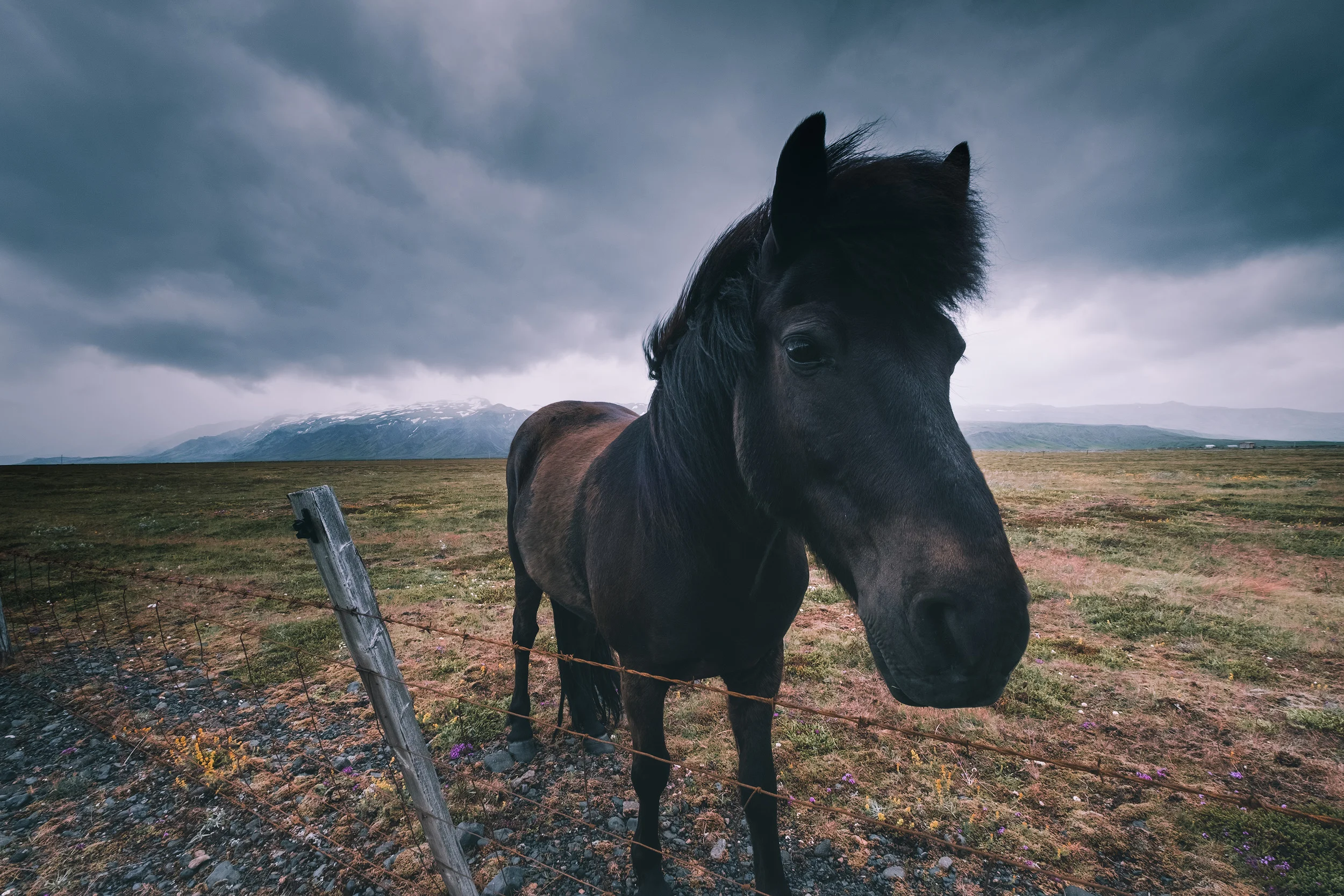horse.jpg