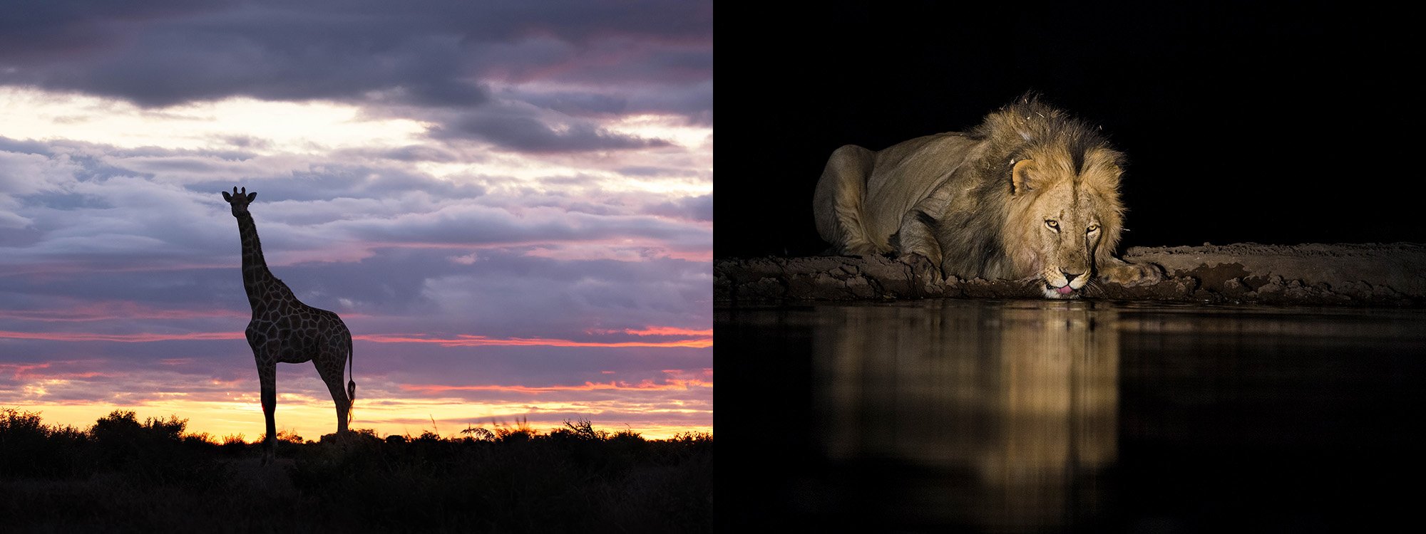 Giraffe sunset 2.jpg