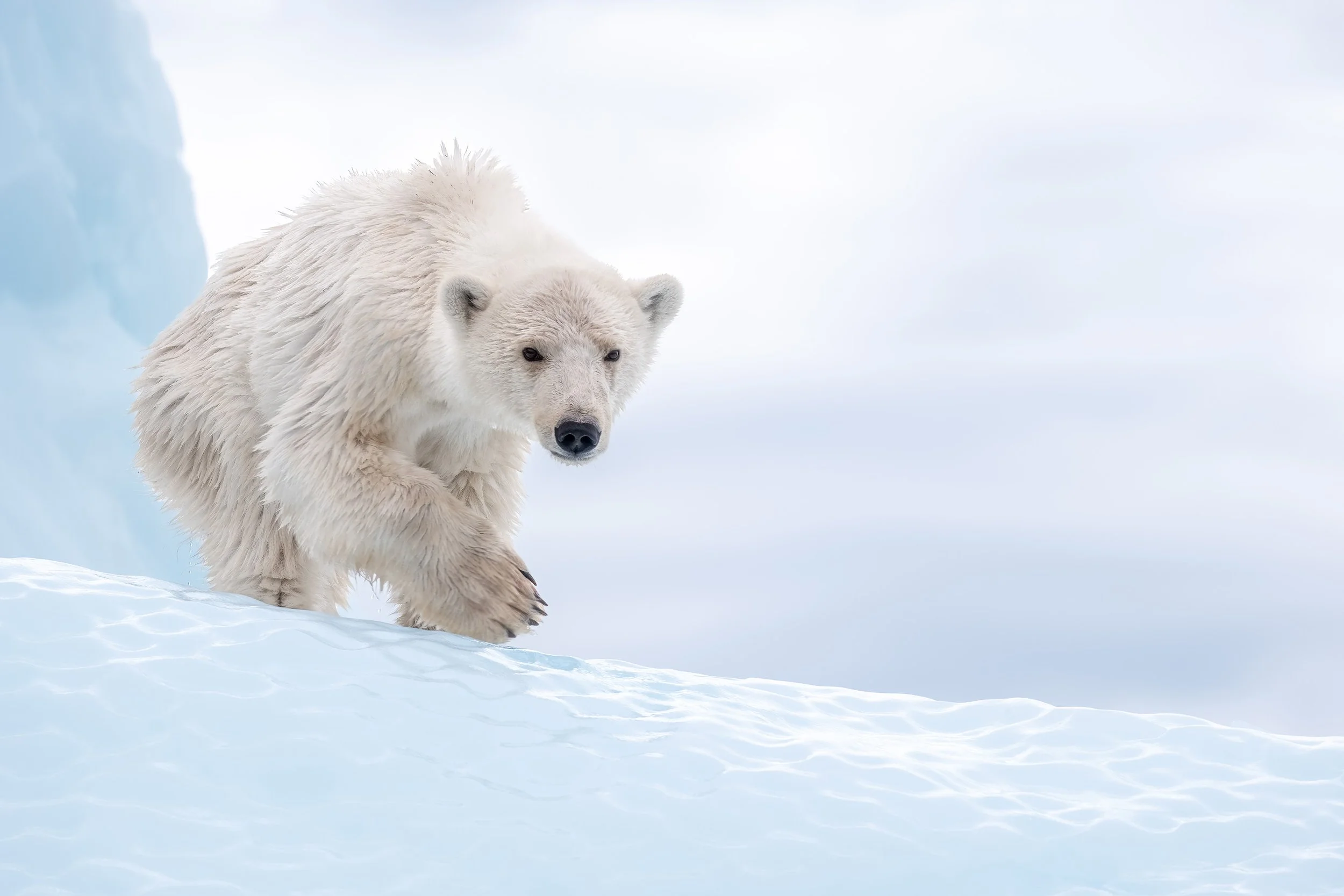Polar Bear Prowling.jpg