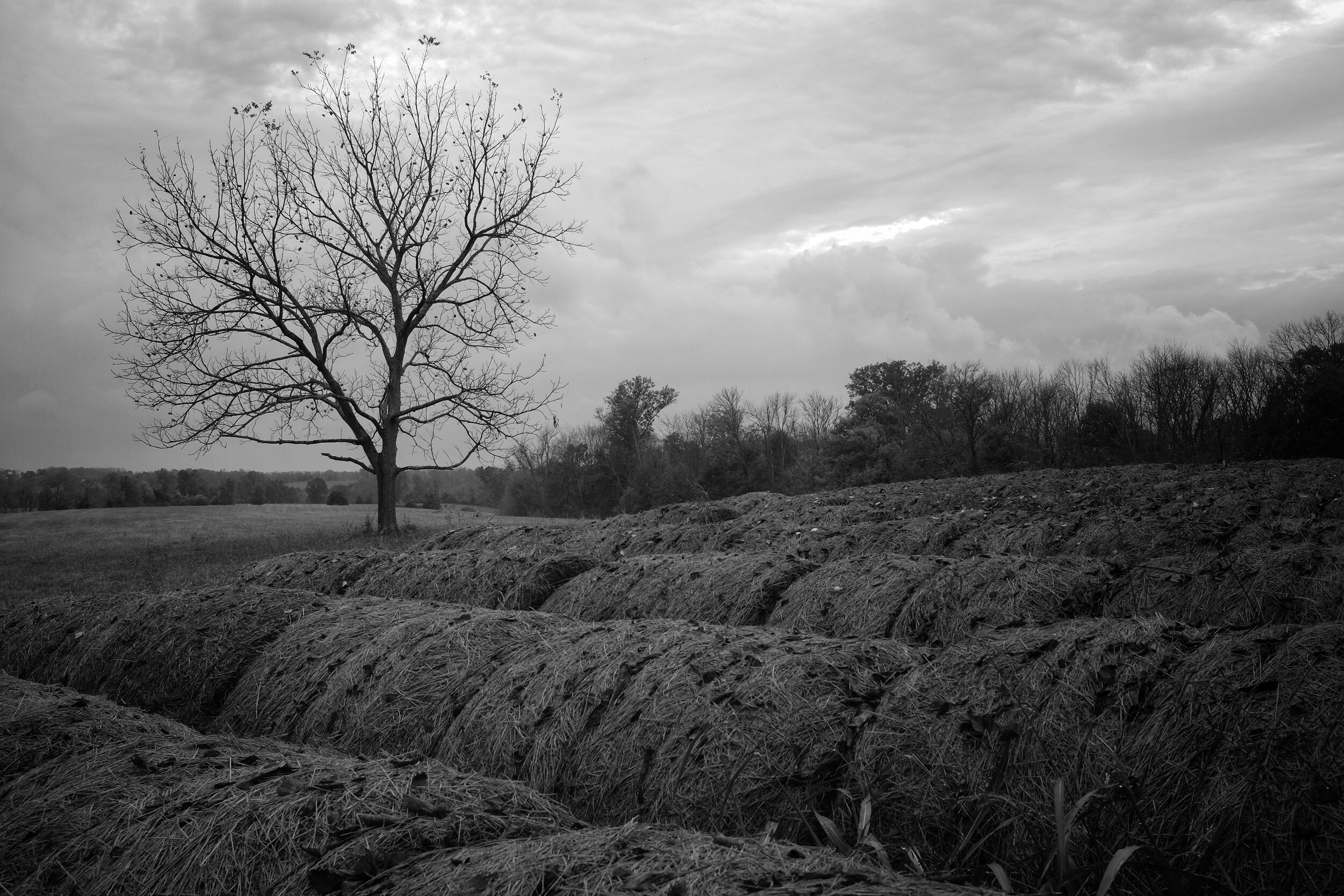 Hay Bales. Bloomfield. Kentucky. 2016.