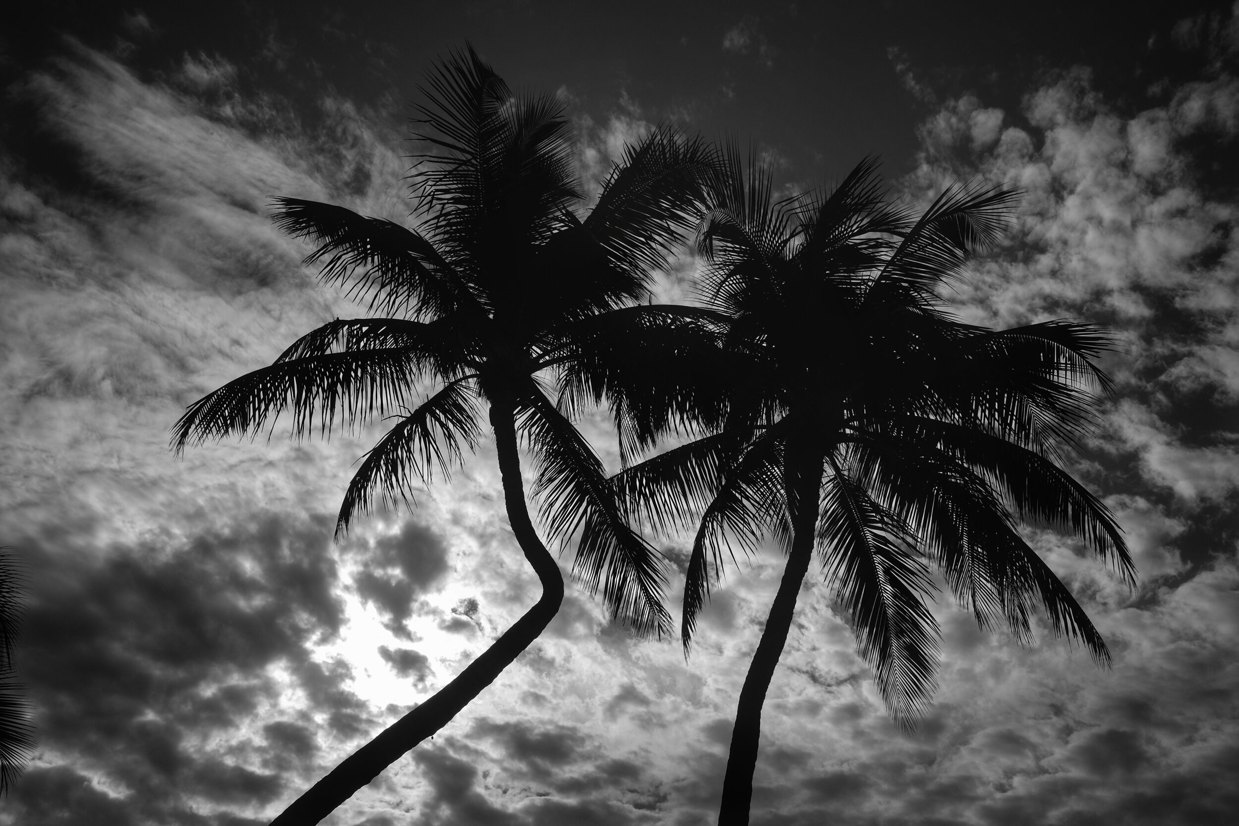 Twin Palms. Islamorada. Florida. 2017.