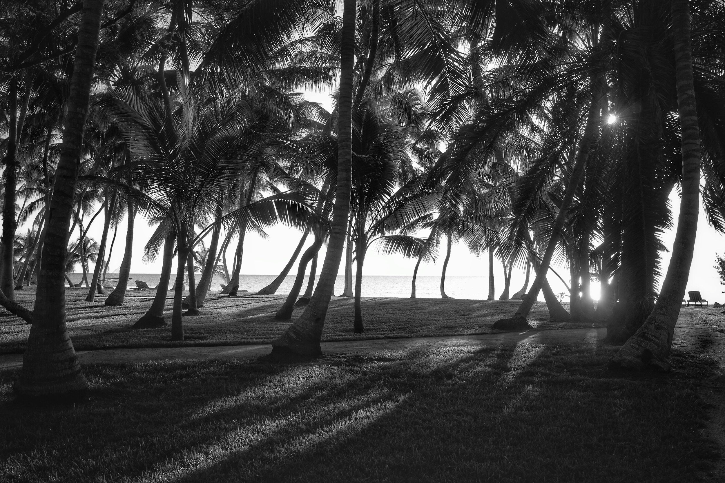 Palm Trees. Islamorada. Florida. 2017.