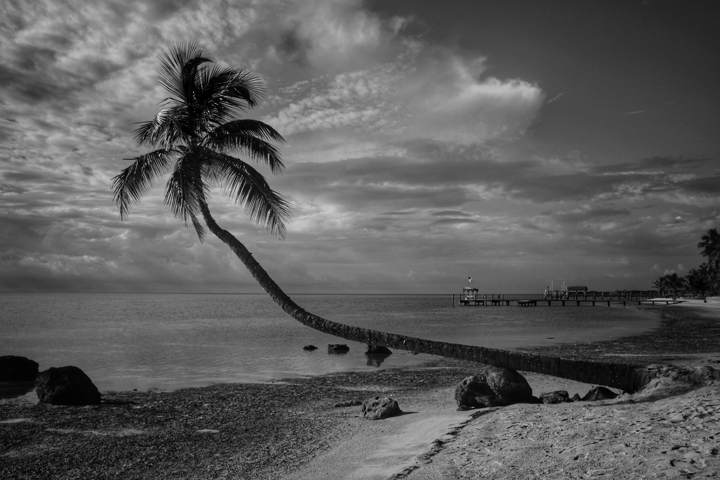 Bent Palm. Islamorada. Florida. 2017.