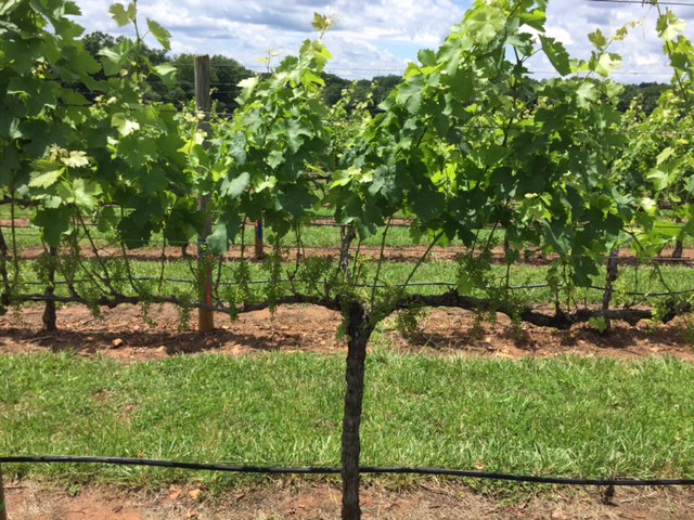 A leaf pulled and shoot thinned vine.
