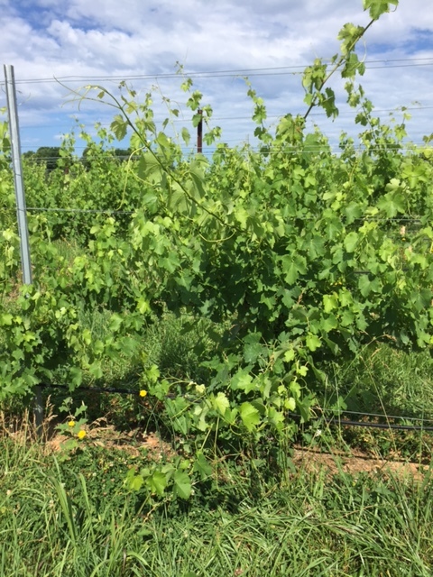 How a vine naturally looks!