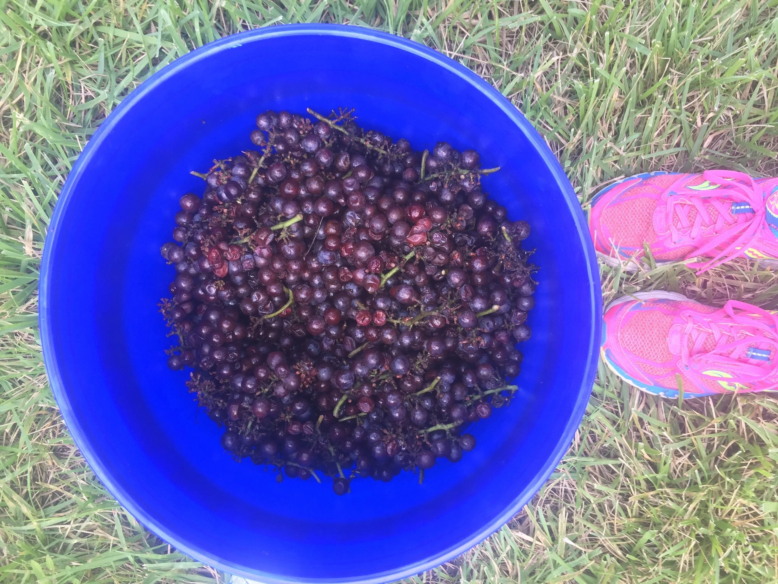  A bucket full of Pinot Gris 