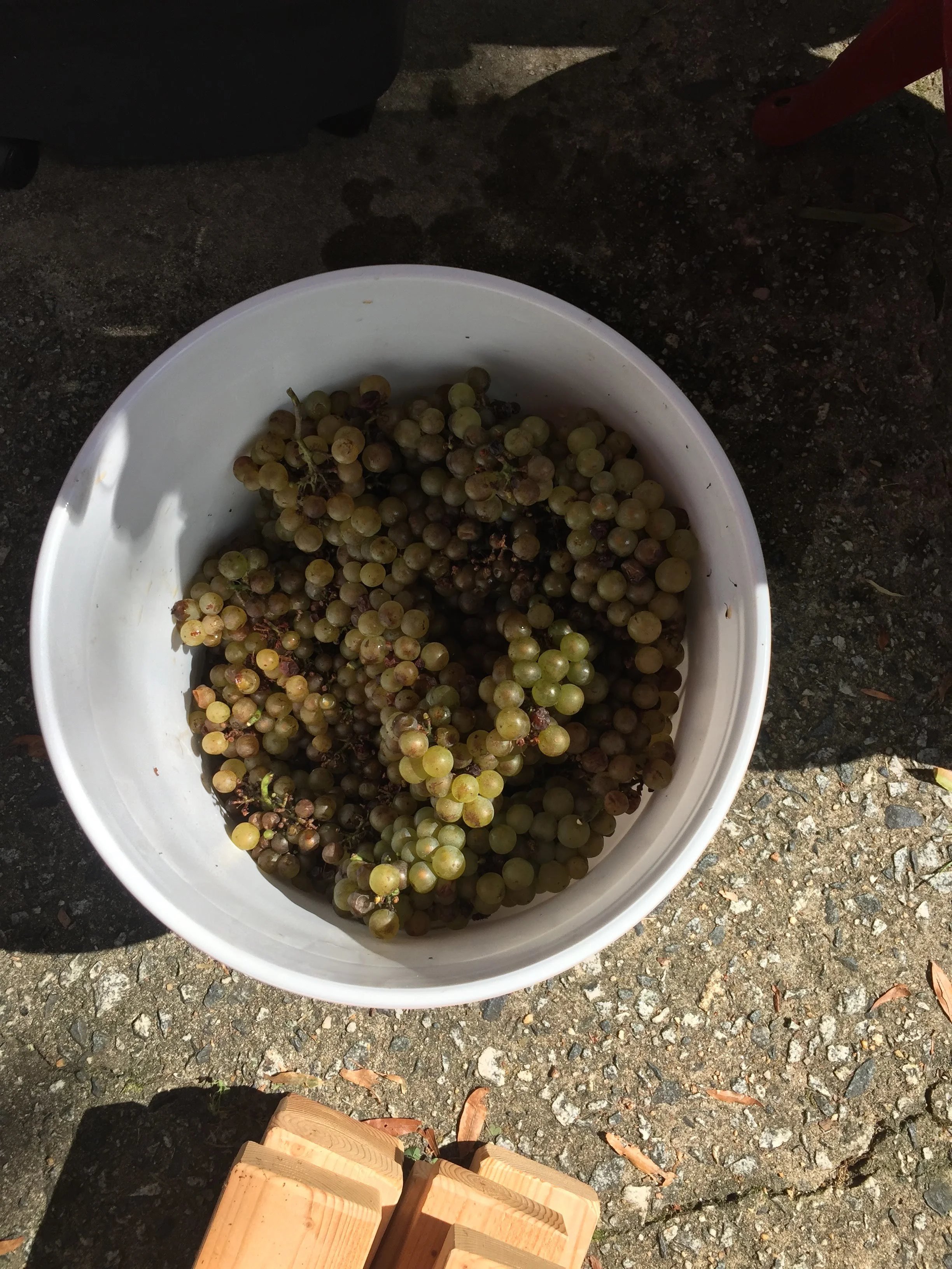  A bucket full of Chardonnay 