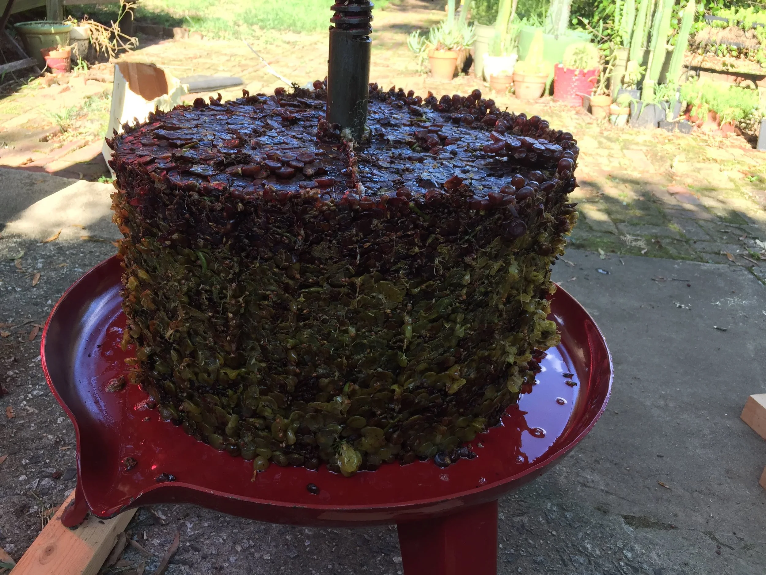  This is what 100 pounds of grapes looks like once it’s been pressed 