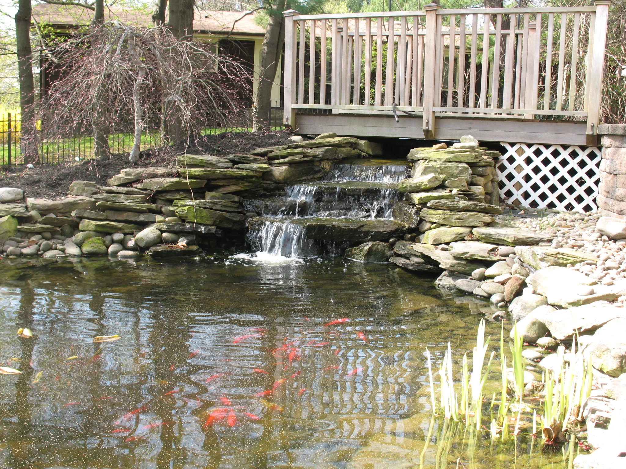 Albus pond.jpg