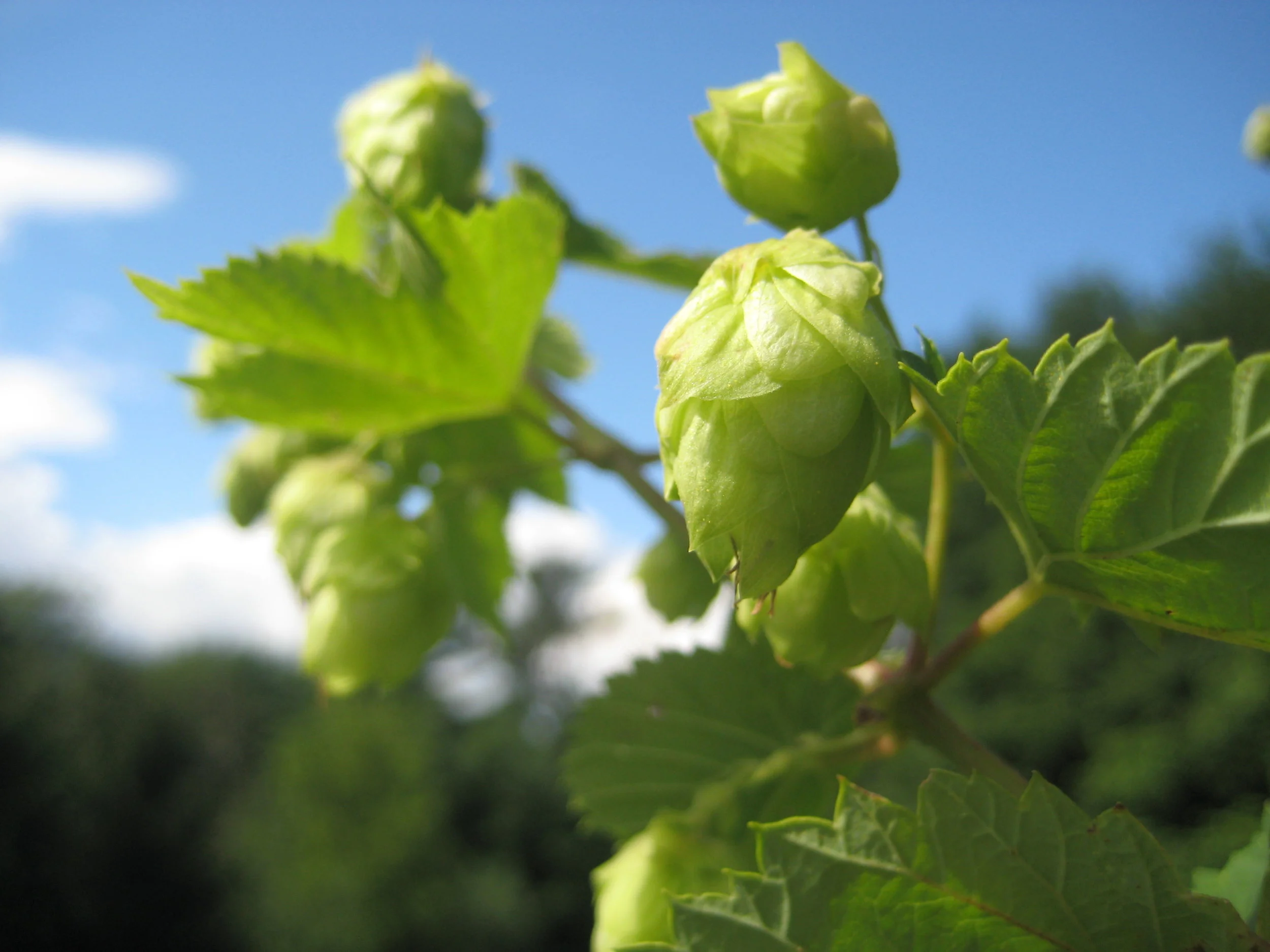 Cascadehopsinthesun.jpg