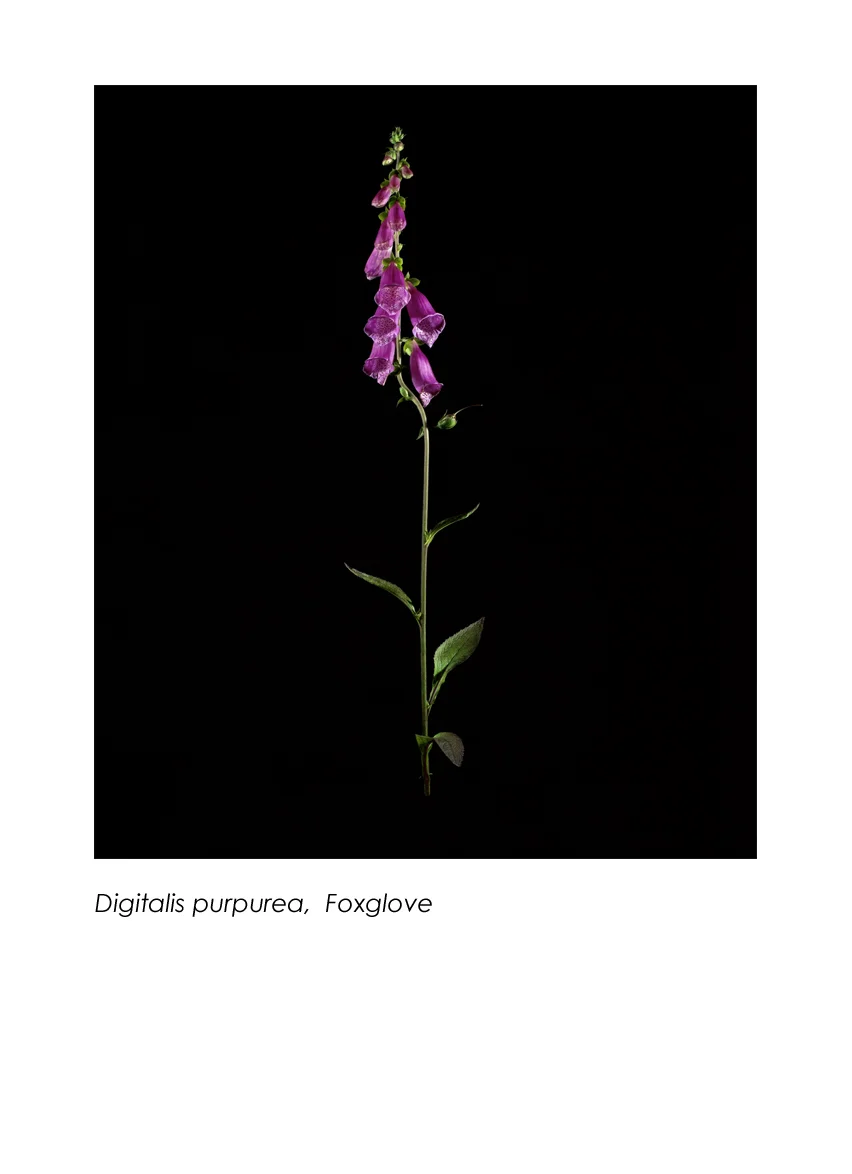 Foxglove.jpg
