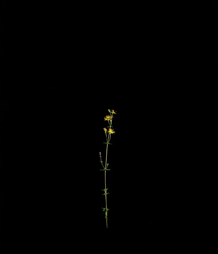 SlenderStJohnsWort.jpg