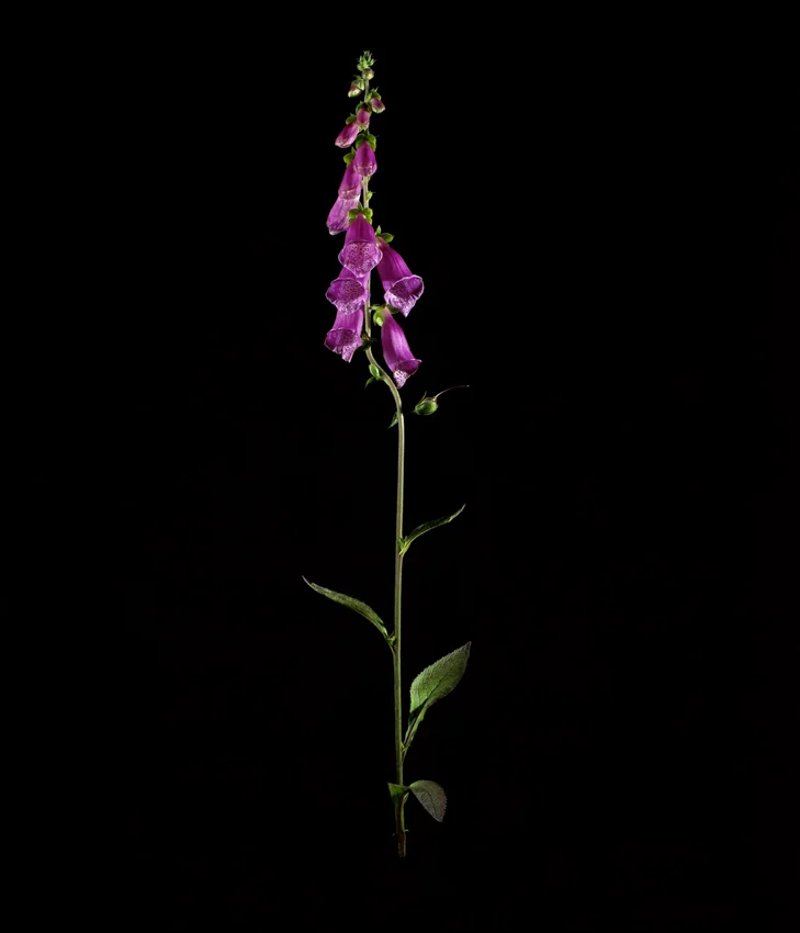 FoxGlove_KatieBlairMatthews.jpg