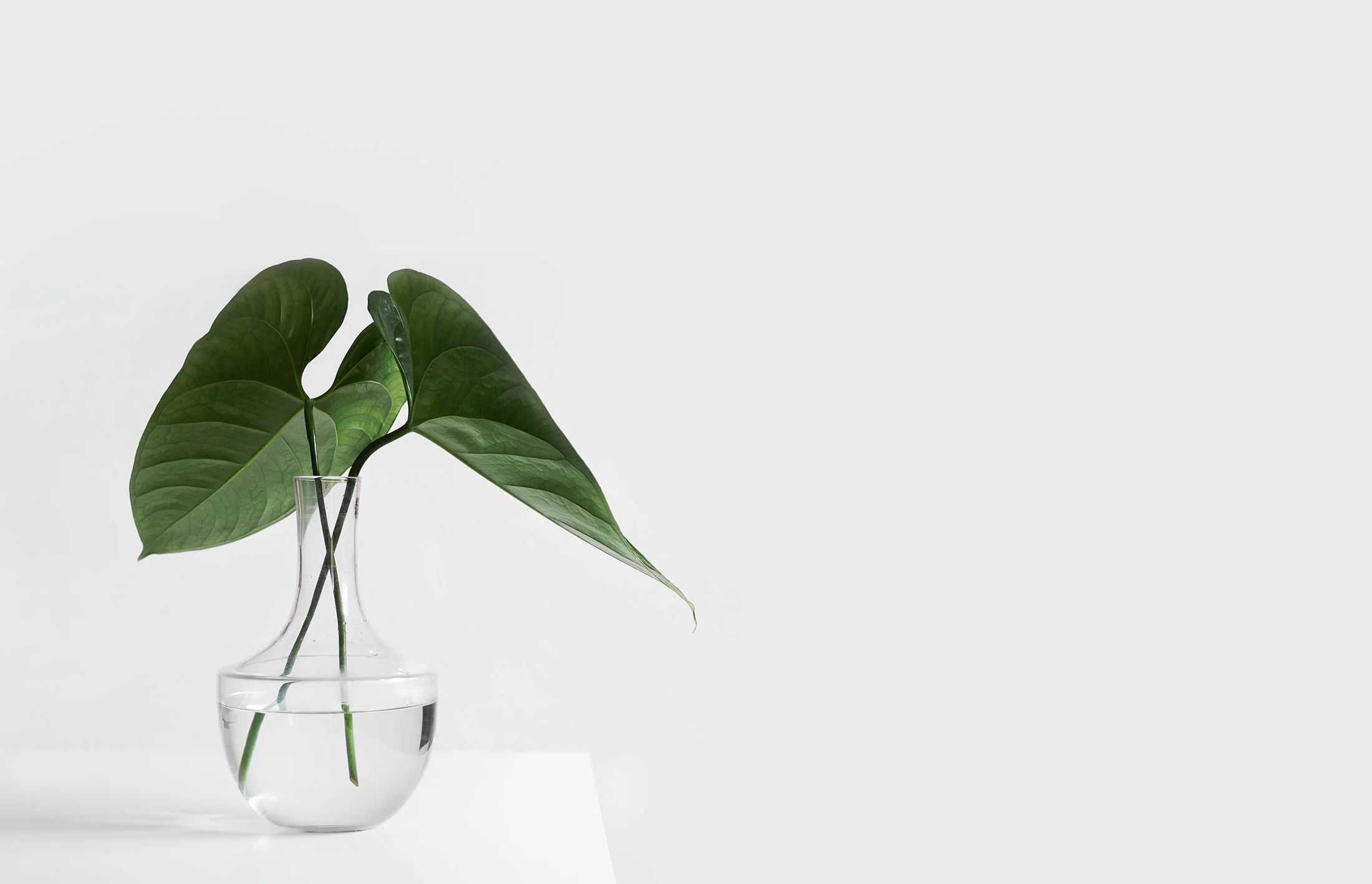  Inside the shop, we stripped back the decor to clean lines, white walls with soft grey accent walls, and simple botanical vases.  