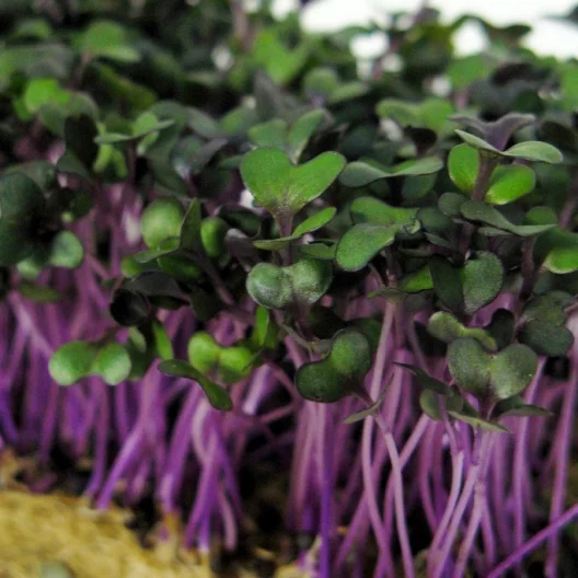 Redacre cabbage.jpg