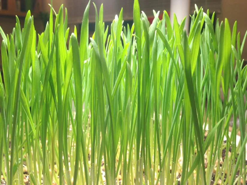 cornshoots.jpeg