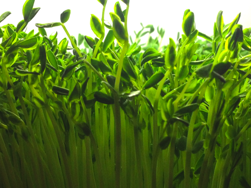 Microgreen-Pea-Shoots-Seeds-MG592-1.jpg