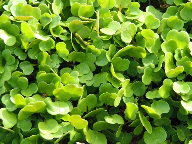 Microgreen-Arugula-2.jpg