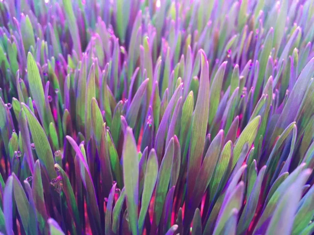 Wheatgrass.jpg