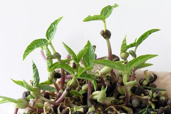 Swiss Chard.jpeg