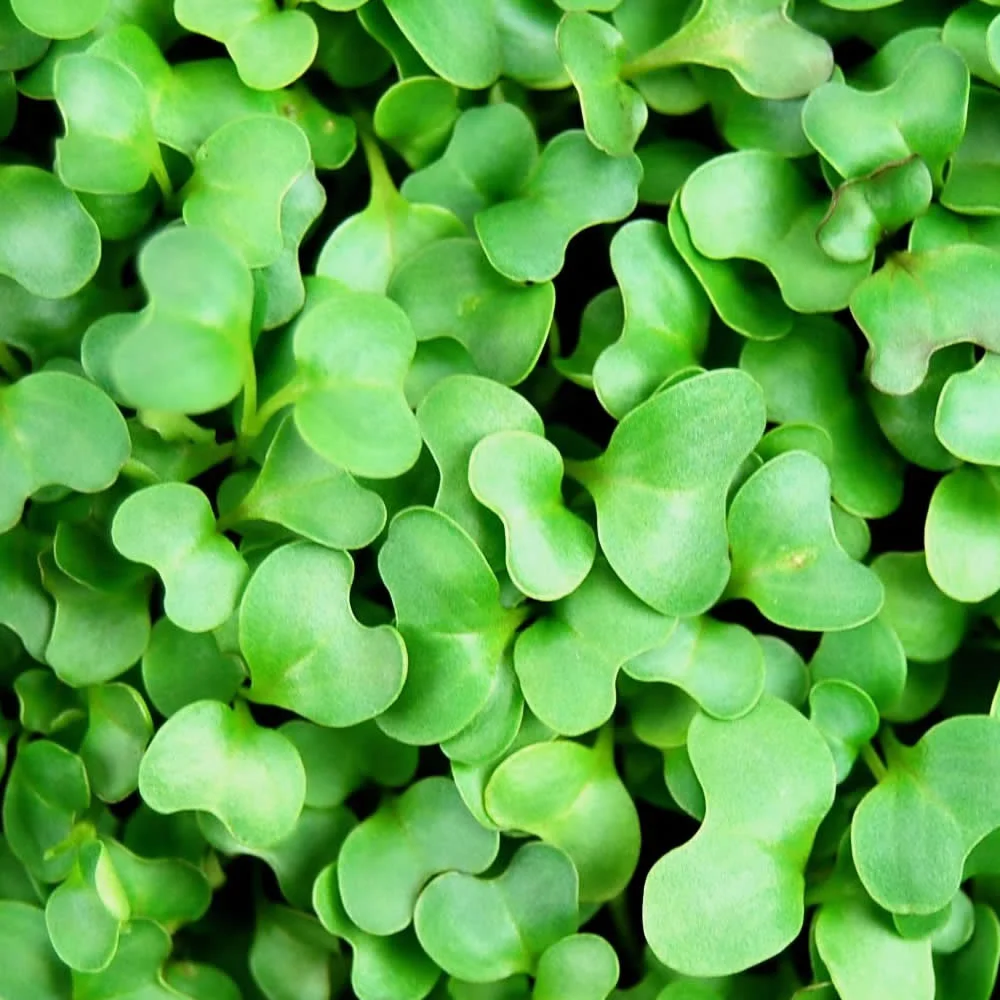 Collard-Close.jpg