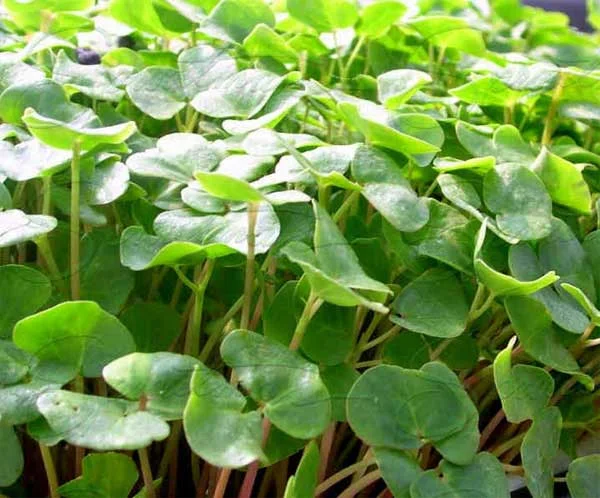 Buckwheat-Tray-Cu-Wmk1.jpg