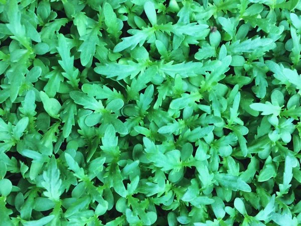Basil_Herb.jpg