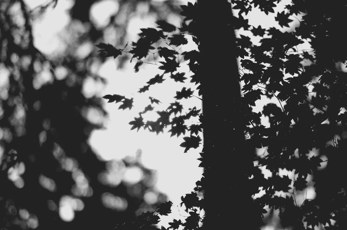 20901302053_631b93344d_o.jpg